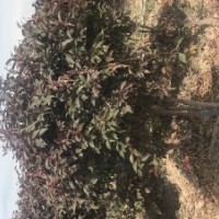 烏魯木齊五一農(nóng)場出售：山楂樹 復(fù)葉槭 長枝榆 裂葉榆 圓冠榆 黃