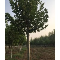 法桐 國槐 白皮松