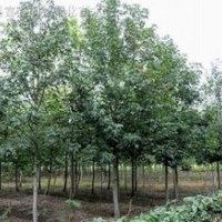 南京9公分楓香價(jià)格，12公分楓香價(jià)格 南京楓香基地