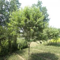 供應(yīng)毛桃_桃樹(shù)_山桃_青葉碧桃