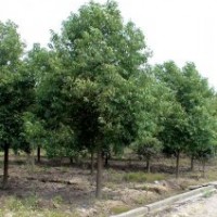 香樟，欒樹，樸樹，香泡香櫞，紅果冬青，榔榆，桂花，白玉蘭，枇