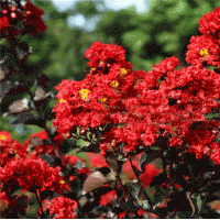 浙江紫葉紫薇 丹紅紫葉紫薇 赤紅紫葉紫薇 火紅紫葉紫薇