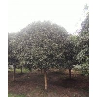 雅安凱飛和諧苗木