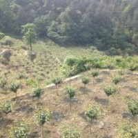 供有中規(guī)格櫻花6公分到9公分