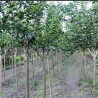 供有中規(guī)格紫薇6公分到9公分/10公分/12公分1000支