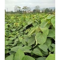 優(yōu)質(zhì)毛葉山桐子苗 一兩年苗 三四年大樹(shù)