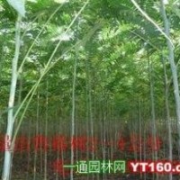 2---4公分椿樹 苦楝 榆樹