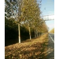 供應(yīng)白蠟，速生白蠟，15公分白蠟，法桐，欒樹，金葉白蠟