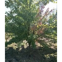 大規(guī)格14到20公分羽毛楓和12到20的三角楓出售