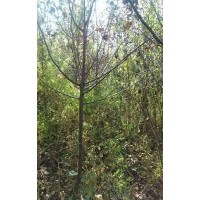 光輝海棠高2米以上