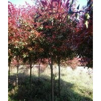 地徑6、7公分的高桿紅葉石楠