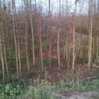 米徑4公分池杉苗，水田移栽苗，根系發(fā)達，成活率高，基地自產(chǎn)自