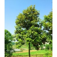 瀘州廣玉蘭|成都廣玉蘭|四川廣玉蘭|西南廣玉蘭