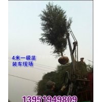 南京悠揚苗木，專業(yè)批發(fā)雪松，5米雪松價格