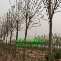 9公分國槐價格，9公分國槐樹