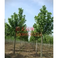 處理一批10公分法桐1-20公分法桐