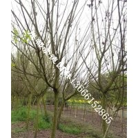 成都低價批發(fā)木芙蓉