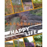 大量供應(yīng)泡桐樹苗