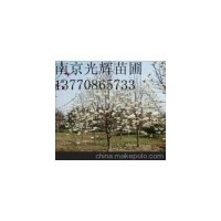 供應(yīng)白玉蘭 南京白玉蘭 白玉蘭批發(fā)價(jià)格