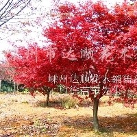 供應(yīng)紅楓 南京紅楓 紅楓批發(fā)價格 紅楓價格