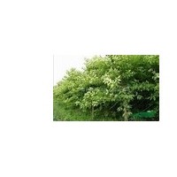 供應(yīng)喜樹 南京喜樹 喜樹批發(fā)價格 喜樹價格