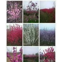 專供美人梅，紅綠梅，榆葉梅，紅葉榆葉梅，滿天紅，