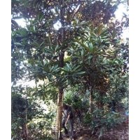 成都精品廣玉蘭基地廣玉蘭價(jià)格廣玉蘭直銷10-30公分廣玉蘭