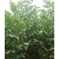 1米以上嫁接核桃苗100000棵