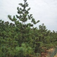 供應各種規(guī)格占地白皮松 油松 華山松