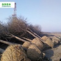 國槐價格 河北國槐