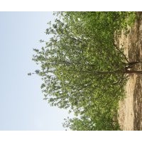 精品八棱海棠樹 海棠樹 山杏 新疆楊