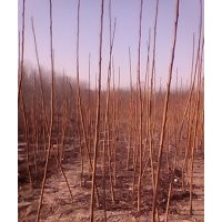 河北火炬樹(shù)