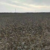 速生楊樹(shù)苗花椒苗桃樹(shù)苗泡桐冬青苗大葉女貞大量供應(yīng)