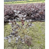 供應(yīng)紅葉石楠，金森女貞，金葉女貞