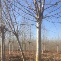 江蘇14公分法桐