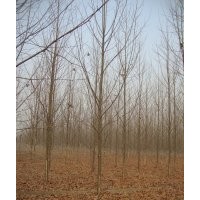 江蘇10公分法桐