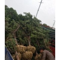 一批出土30公分開(kāi)量10公分垃圾羅漢松，15公分垃圾羅漢松樹(shù)