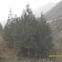 大量出售各種規(guī)格的白皮松，油松，茶條槭