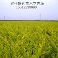 金葉水臘基地_連翹價(jià)格_塔柏批發(fā)