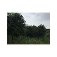 低價(jià)供應(yīng)獨(dú)桿紅葉石楠、二喬玉蘭、各規(guī)格香樟、截桿馬褂木