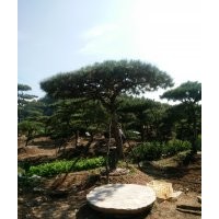 低價供應(yīng)優(yōu)質(zhì)造型油松！造型黑松！平頂松！