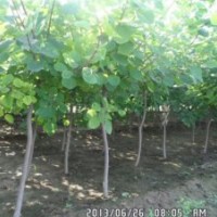 北京黃櫨綠化苗木