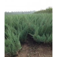 供應(yīng)水蠟小苗、水蠟球、紅瑞木、沙地柏