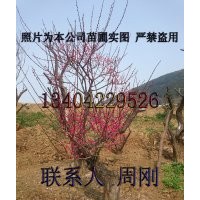 蘇州梅花樹基地、光福香雪海梅花、別墅綠化設(shè)計(jì)、苗木生產(chǎn)批發(fā)