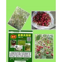 東北抗寒大櫻桃