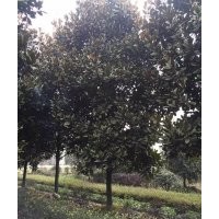 廠家直銷廣玉蘭價(jià)格低