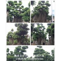 福建全冠小葉榕榕樹基地