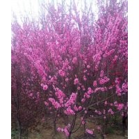 北美海棠，碧桃，國槐