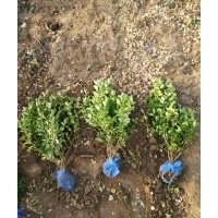 供應(yīng)膠東衛(wèi)矛