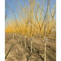 10公分黃金槐 10公分黃金槐價(jià)格